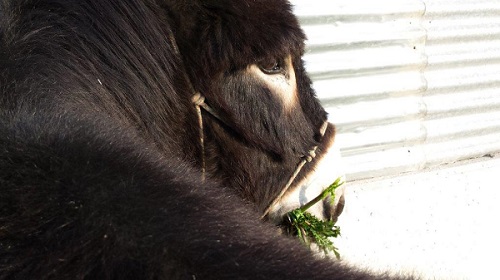 pagina att cult con as 2